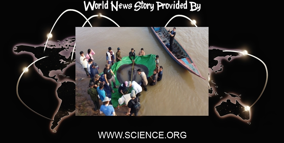 World News: In Cambodia, researchers document the world's largest freshwater fish - Science