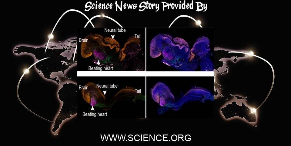 Science News: With innovative bioreactor as womb, mouse stem cells transform into organ-filled embryos - Science
