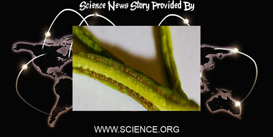Science News: Genes for seeds arose early in plant evolution, ferns reveal - Science
